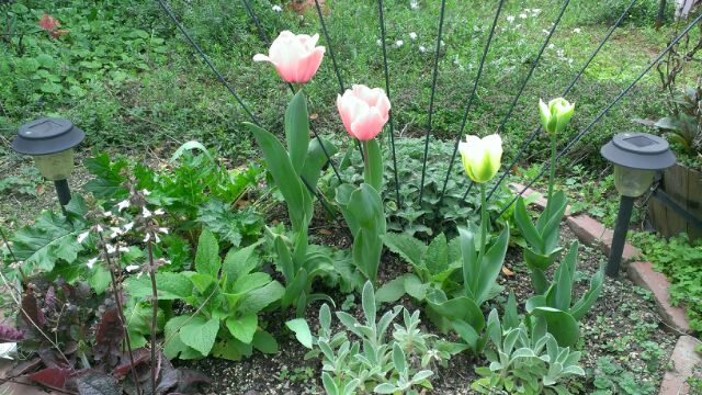 c0367433_16111499.jpg