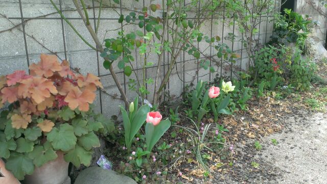 c0367433_16134371.jpg