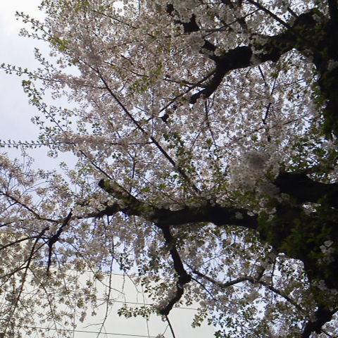 お知らせ_d0014133_2237079.jpg