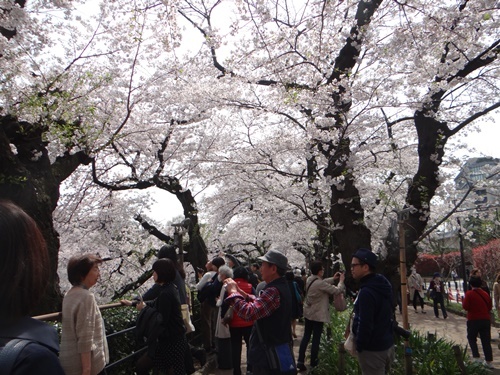 満開の桜の花を満喫する_d0037233_10595716.jpg