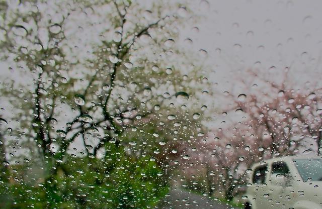 雨の日は桜でも。_c0309734_18473773.jpg