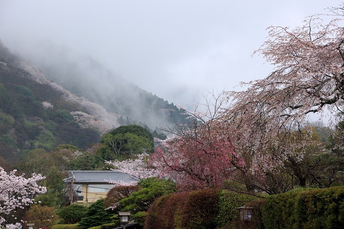 桜の京都へ・１_f0327034_22190010.jpg