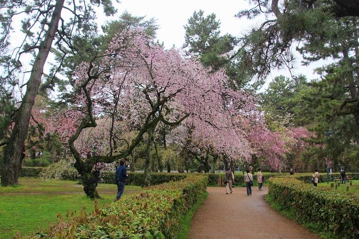 桜の京都へ・１_f0327034_22190770.jpg