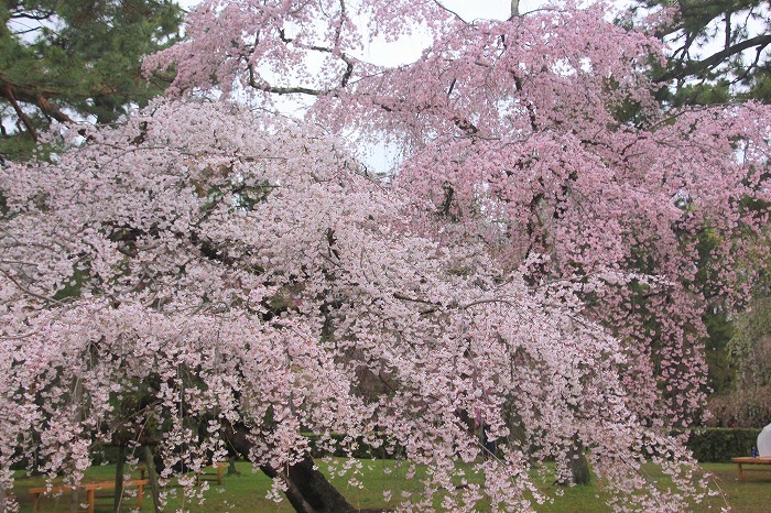 桜の京都へ・１_f0327034_22420434.jpg