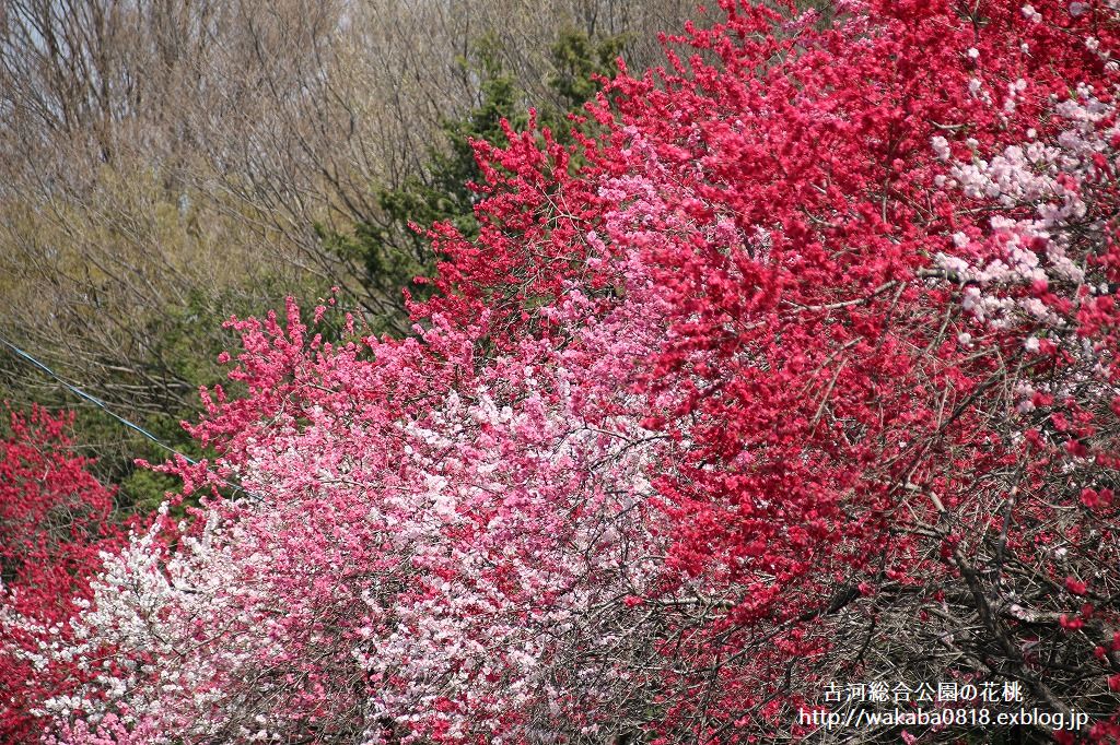 古河総合公園の花桃まつりは終了でした・・・_e0052135_1441269.jpg