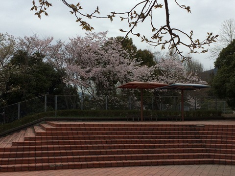 桜を求めてプチ散歩_e0187838_11122684.jpg