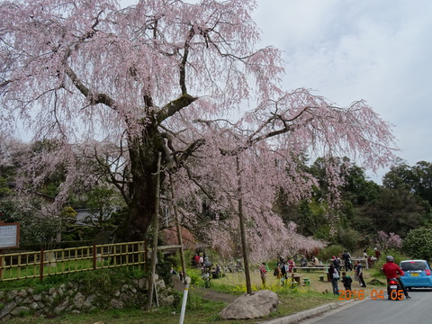 桜を求めてプチ散歩_e0187838_1131782.jpg