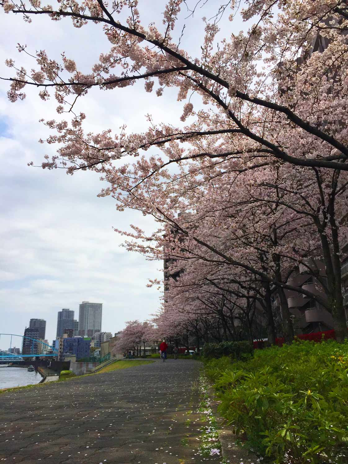 日本橋の桜とか…_c0197940_17511517.jpg