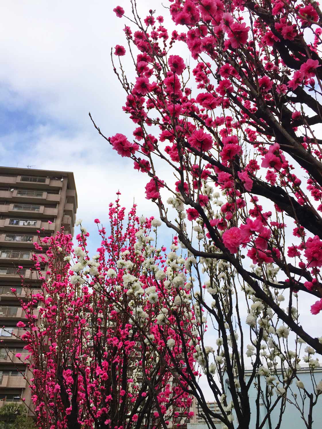 日本橋の桜とか…_c0197940_17515797.jpg