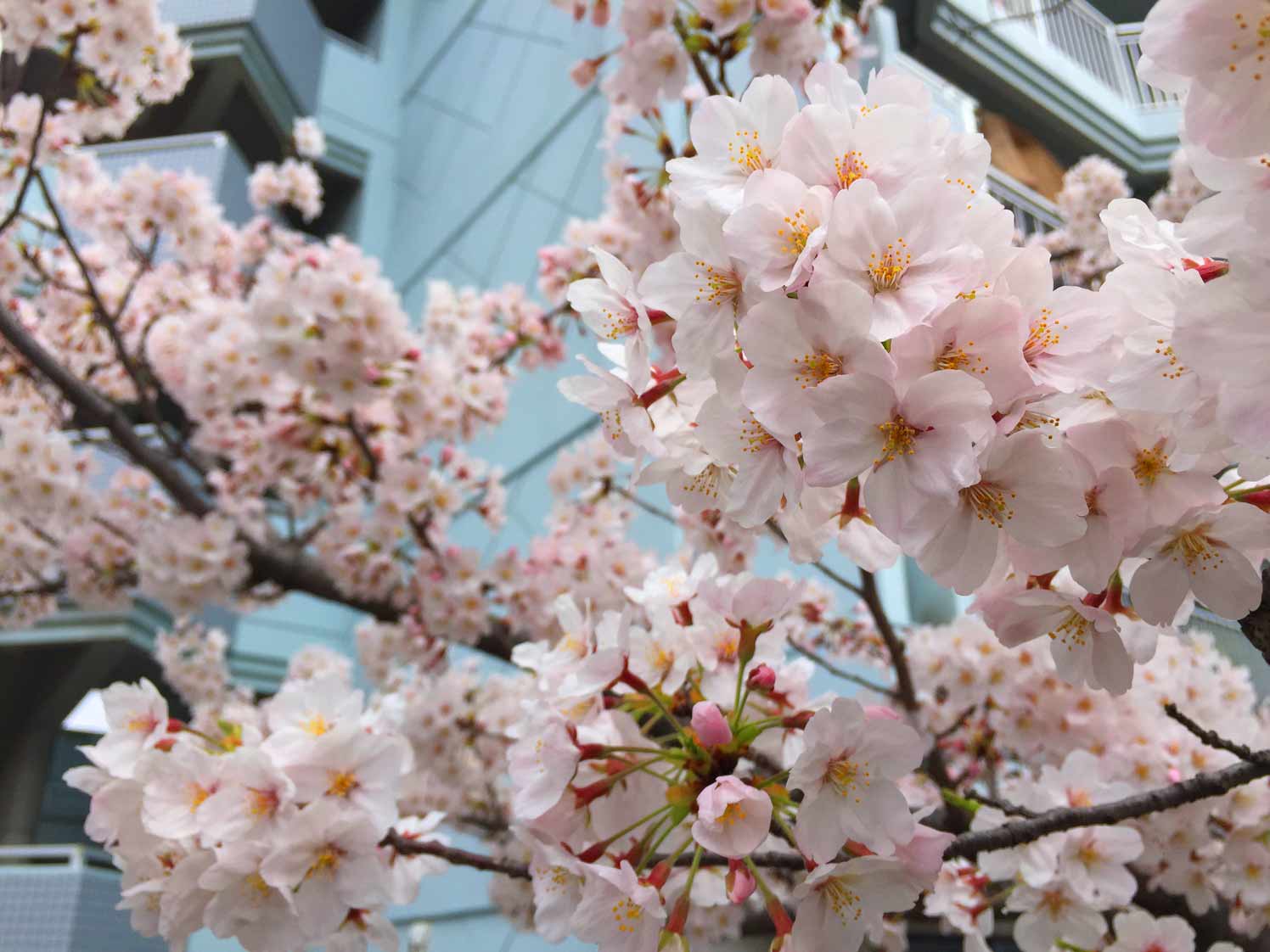 日本橋の桜とか…_c0197940_1752825.jpg