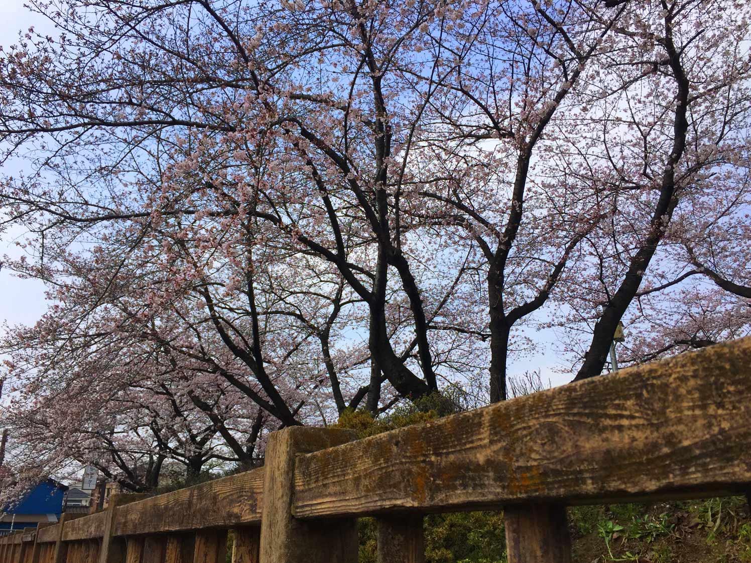 日本橋の桜とか…_c0197940_17531366.jpg