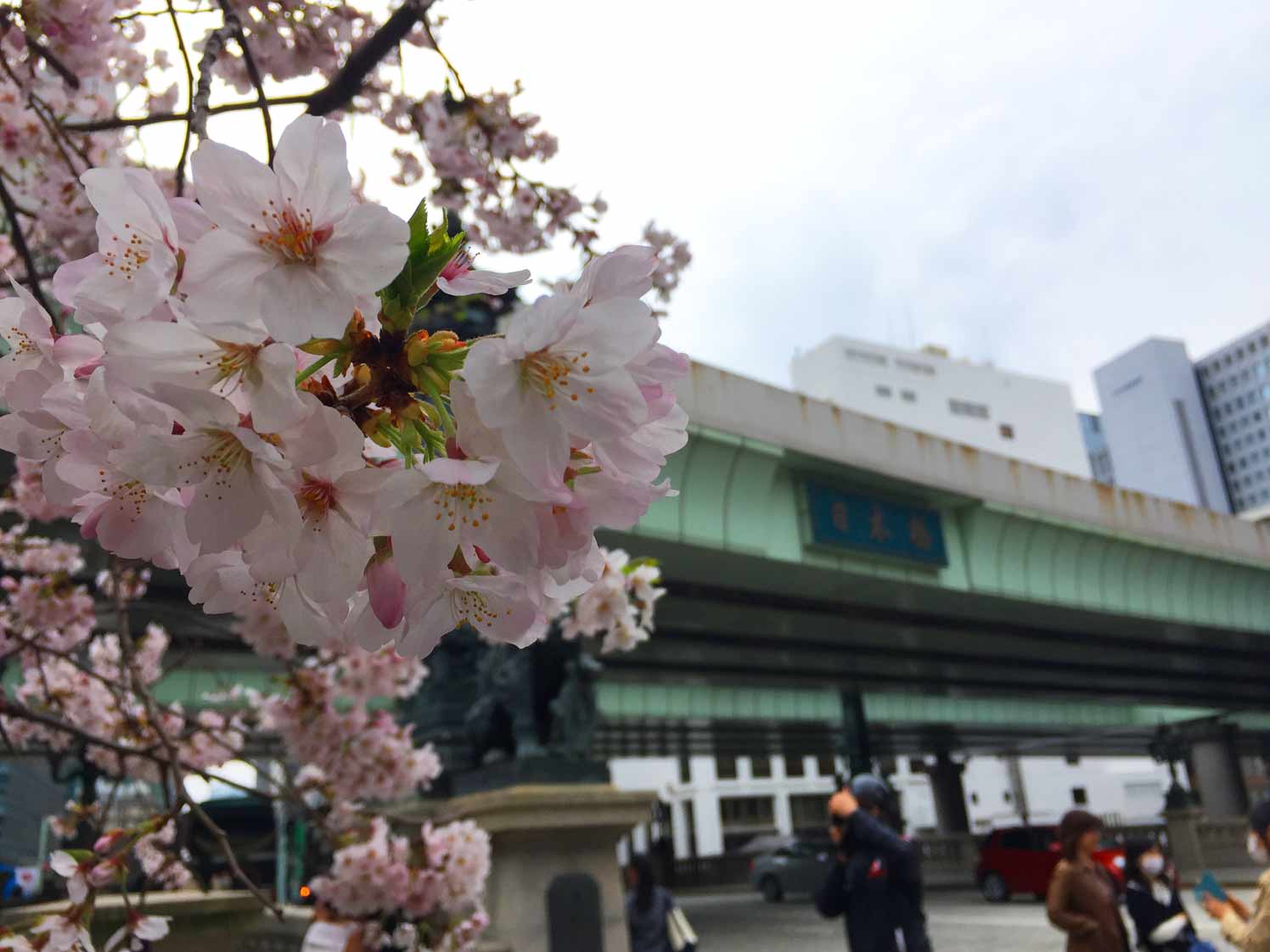 日本橋の桜とか…_c0197940_17533956.jpg