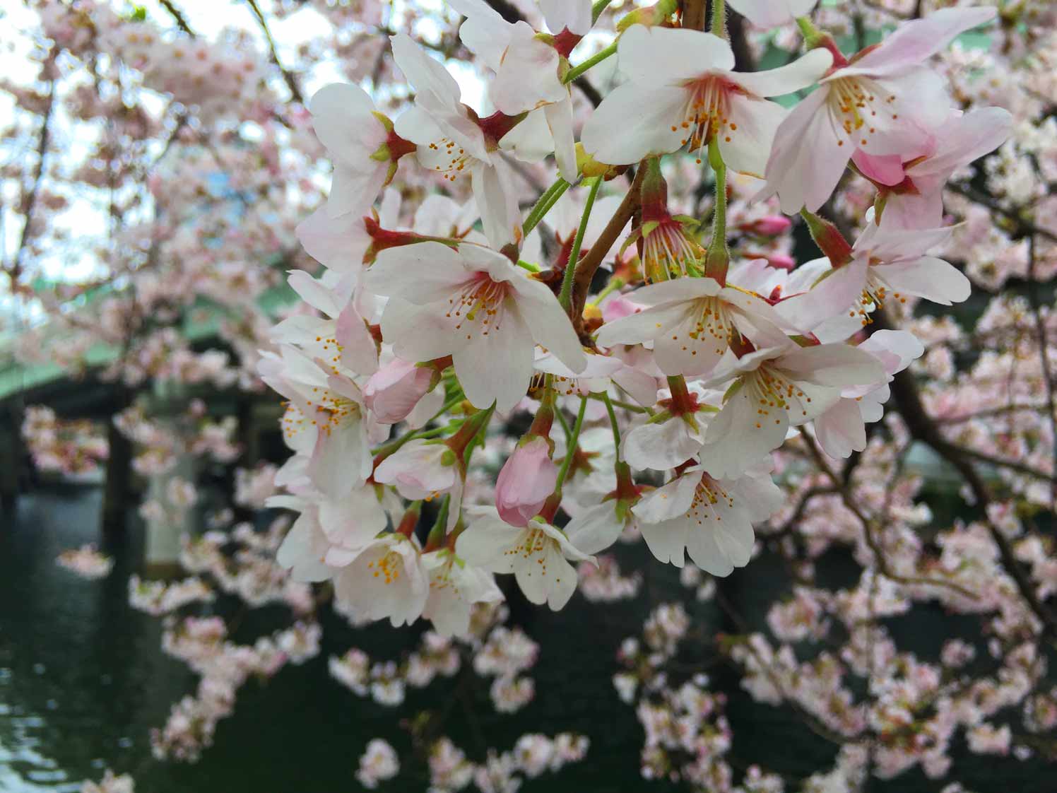 日本橋の桜とか…_c0197940_17534465.jpg