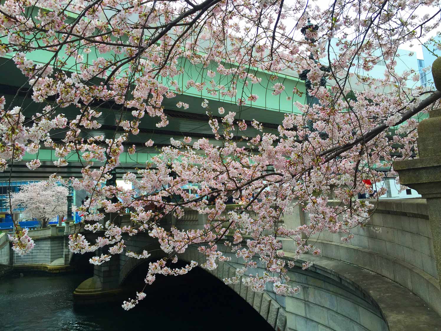 日本橋の桜とか…_c0197940_17535229.jpg