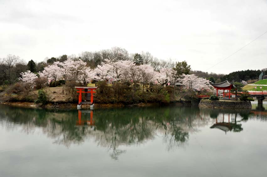 庄原上野公園でお花見散歩♪_b0075541_21355378.jpg