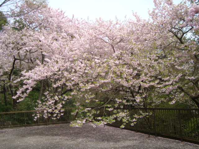 e0060041_9175078.jpg