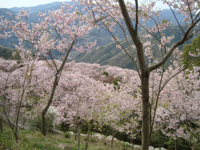 e0060041_9194747.jpg