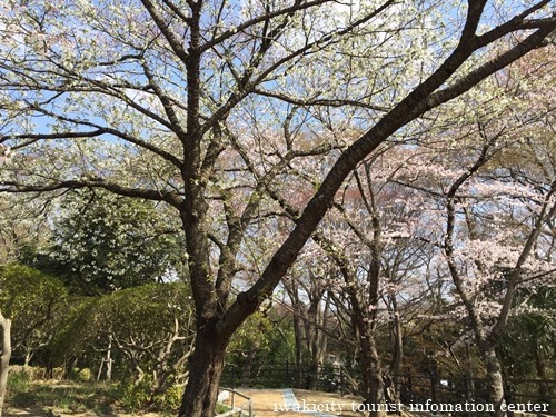 松ヶ岡公園のソメイヨシノ　[平成28年4月7日(木)更新]_f0105342_1413479.jpg