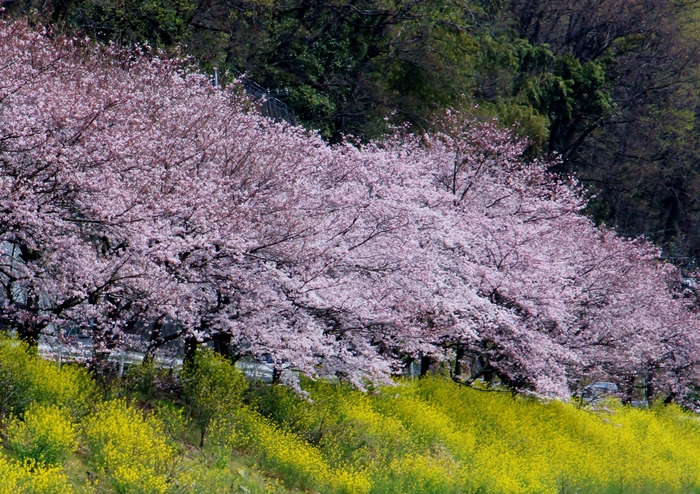 井原町_b0296243_21302166.jpg