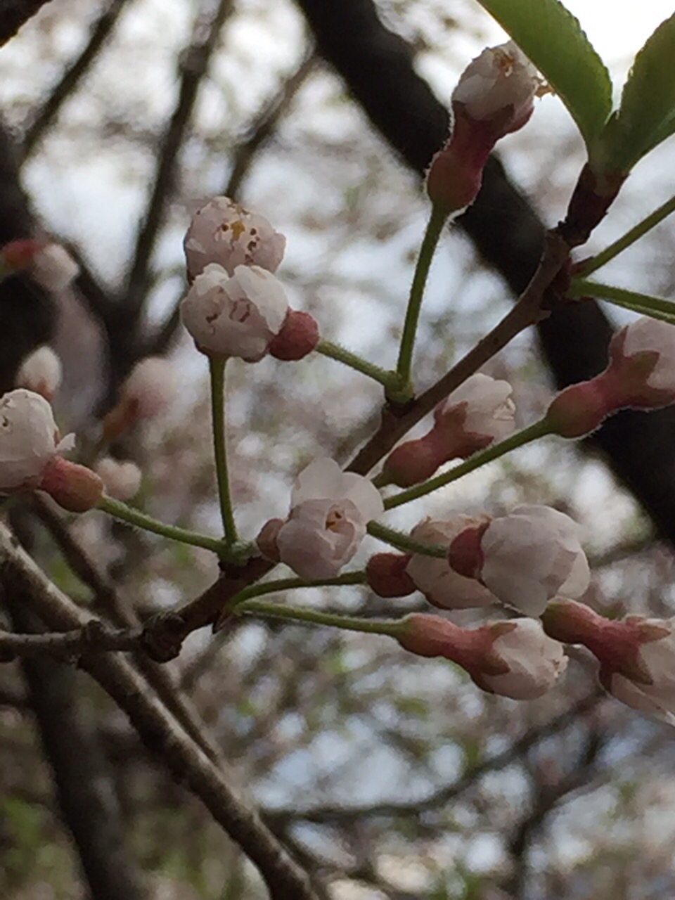 天空の「ひょうたん桜」_e0288544_12245813.jpg