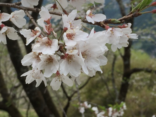 天空の「ひょうたん桜」_e0288544_12271853.jpg