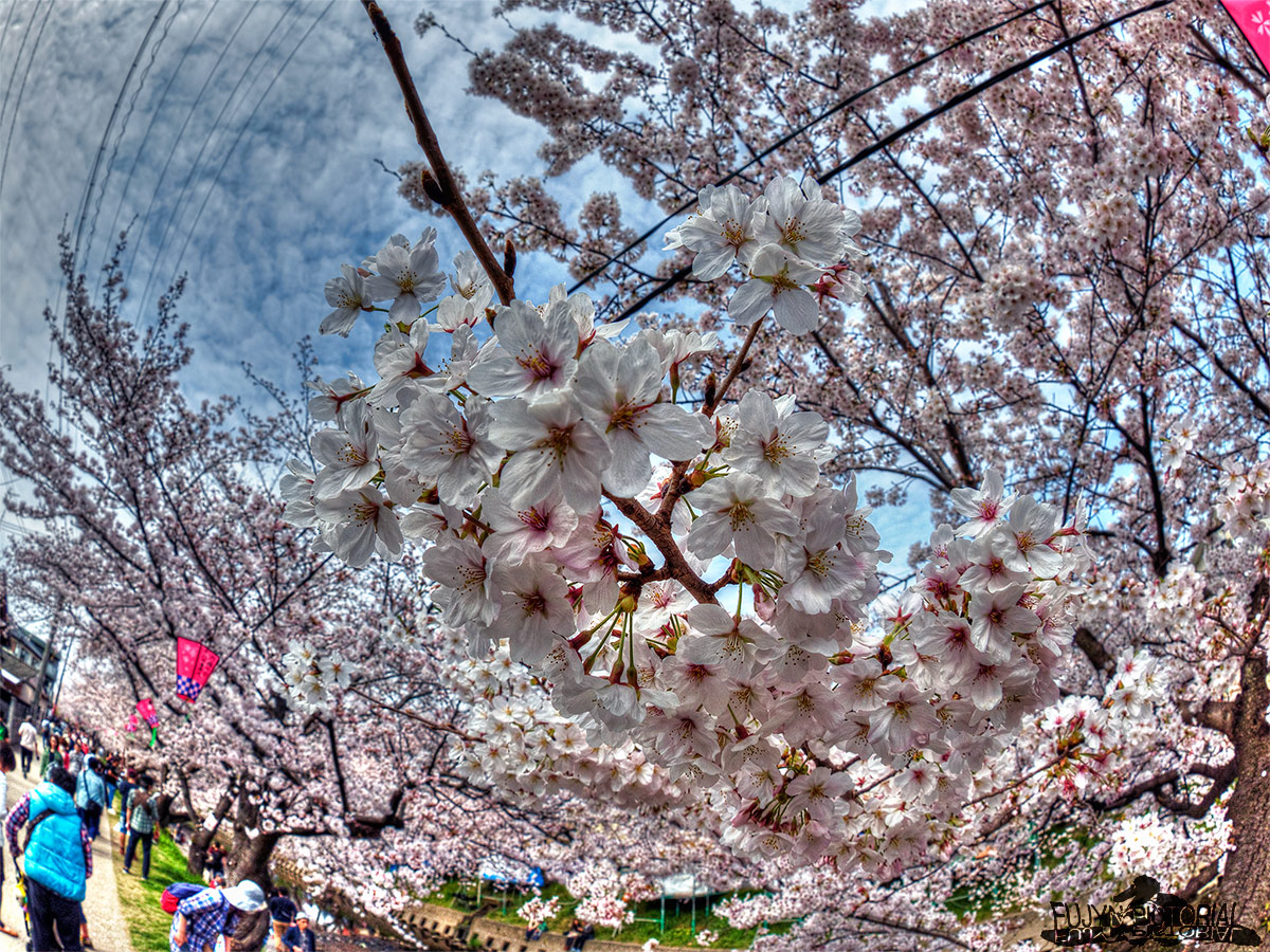 岩倉桜まつり2016　(3)_b0135347_23324132.jpg