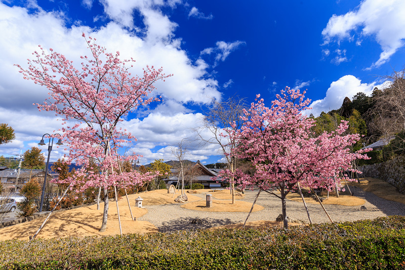 圓光寺の河津桜と青空_f0155048_091054.jpg