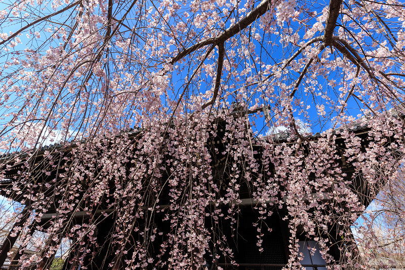 京の桜2016・立本寺のしだれ桜_f0155048_1922662.jpg