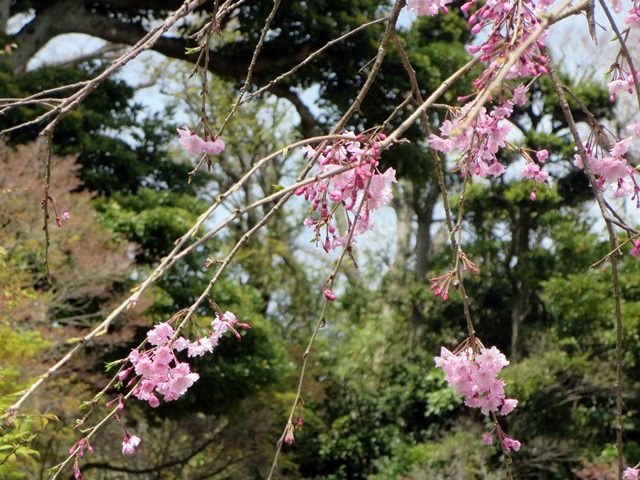 【鎌倉・長谷】長谷寺のソメイヨシノ_b0009849_195263.jpg