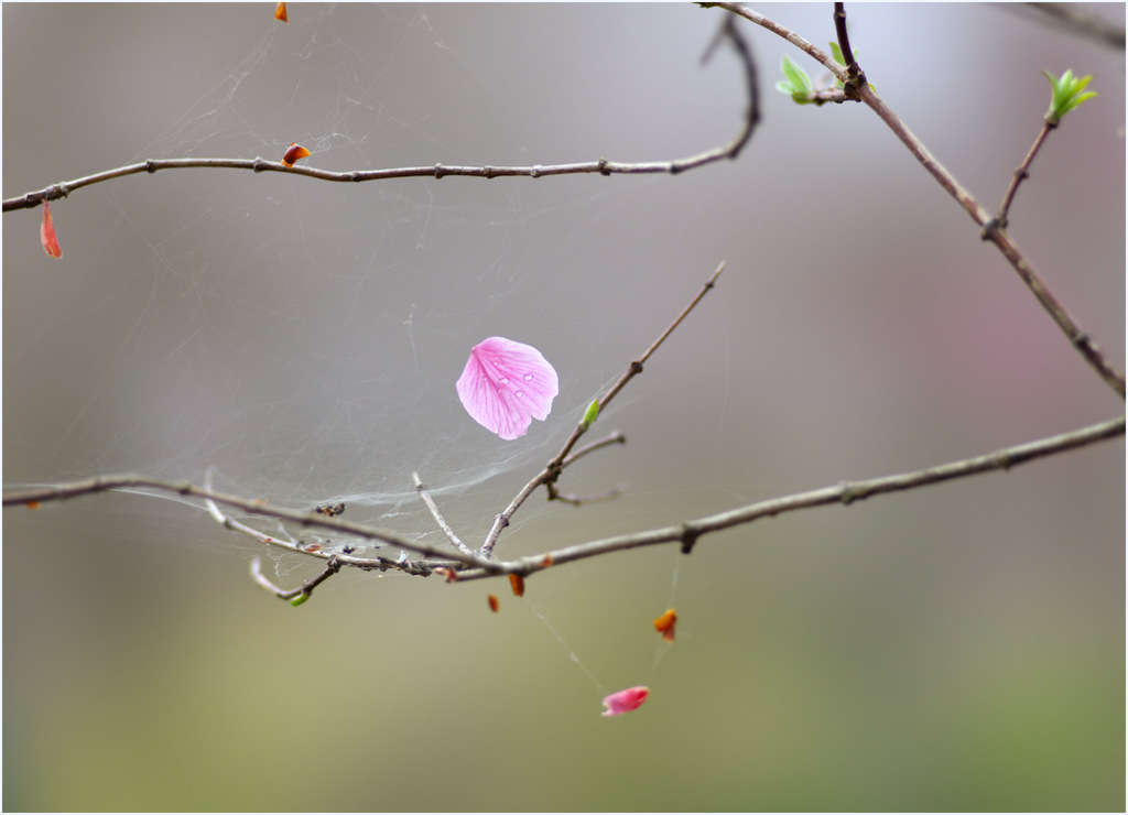 花散らし雨_b0147449_18312387.jpg