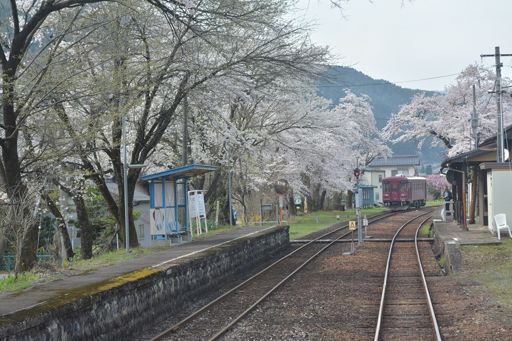 春の長良川鉄道。_a0055650_1333530.jpg