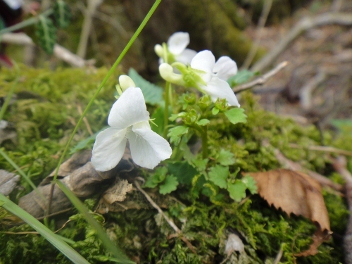 ２０１６年４月６日　花牟礼山_c0179351_11030805.jpg