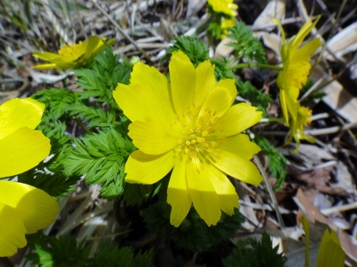 ２０１６年４月６日　花牟礼山_c0179351_11064022.jpg