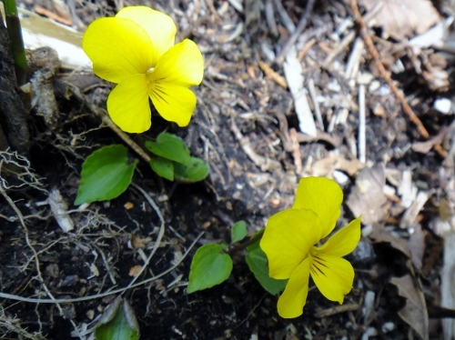 ２０１６年４月６日　花牟礼山_c0179351_20004842.jpg