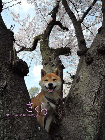 柴犬は桜の木に登れるか？_a0286855_6202962.jpg