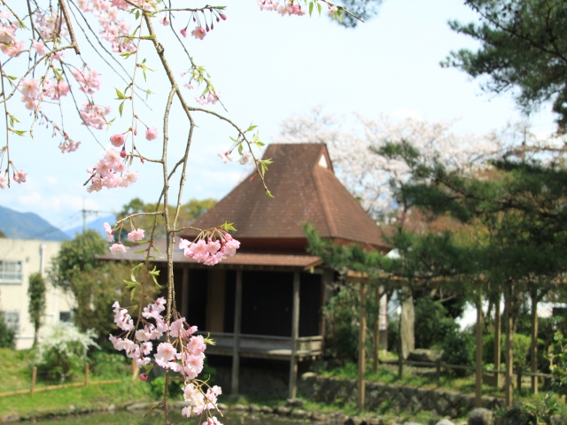 春風に浮かれて天拝公園の桜を満喫する　d(-_-)b〜♪_b0124456_23275167.jpg