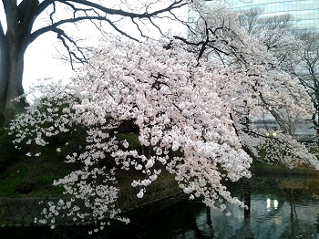 高崎の桜_a0061057_22424527.jpg