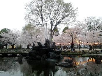 高崎の桜_a0061057_2244589.jpg