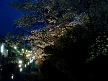 高崎の桜_a0061057_22453490.jpg