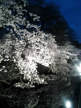 高崎の桜_a0061057_22455486.jpg