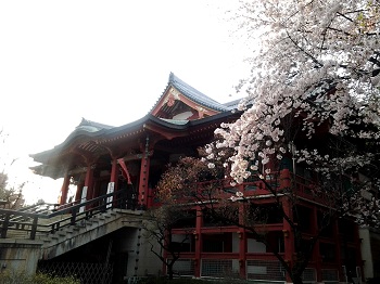 目黒不動尊の桜_a0061057_22491581.jpg