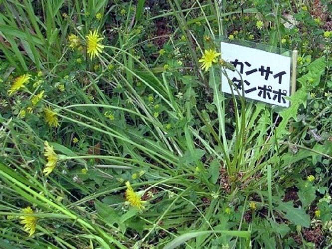 豆弁蘭覆輪「虹姫」・タンポポ　　　　　　　　　　　　　　　　　No.1678_d0103457_14053844.jpg