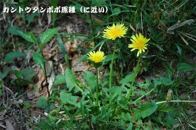豆弁蘭覆輪「虹姫」・タンポポ　　　　　　　　　　　　　　　　　No.1678_d0103457_14054835.jpg
