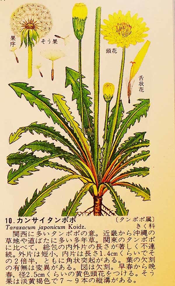 豆弁蘭覆輪「虹姫」・タンポポ　　　　　　　　　　　　　　　　　No.1678_d0103457_22523215.jpg