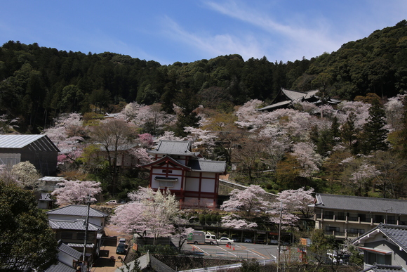 大和路の桜紀行_b0242358_1843898.jpg