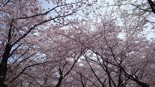 桜だより_e0139459_106619.jpg