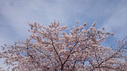 桜だより_e0139459_108126.jpg