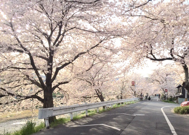 桜だより2_e0139459_13401235.jpg