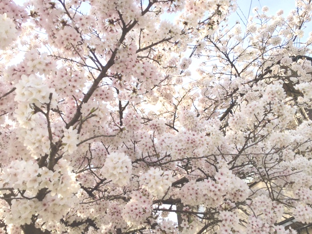 桜だより2_e0139459_9563671.jpg