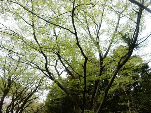 ’１６，４，７（木）大多喜城の桜を見にいったYO!_f0060461_7425445.jpg